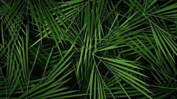 boucle de fond de feuilles de palmiers d'été video