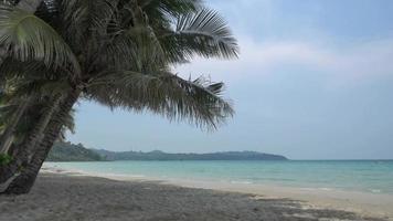 palmträd på stranden