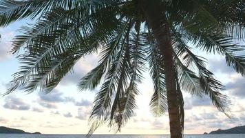 Palm Tree On The Beach video