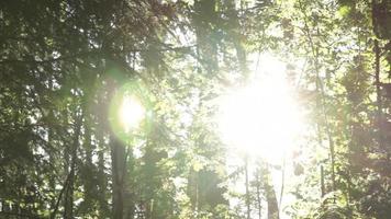 tiro deslizante en un bosque soleado video