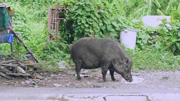 Wild Boar Stock Video Footage for Free Download Wild Boar Stock Video Footage for Free Download