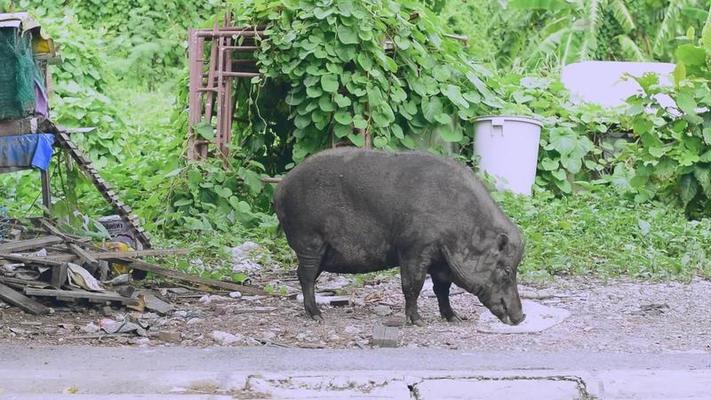 生小豬影片