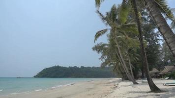 tropisk strand med palmer video