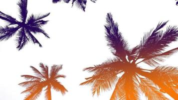 Gradient Color Coconut Trees video