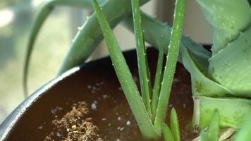 Watering indoor aloe vera plant, health and beauty concept video