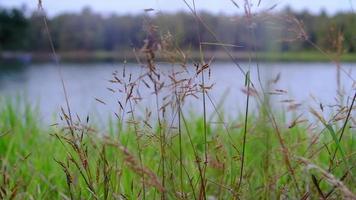Close up of grass field flowers at lake nature background video