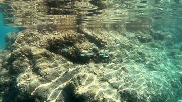 escuela de peces en el arrecife 4k video