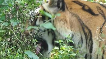 tigre comiendo vegetación video