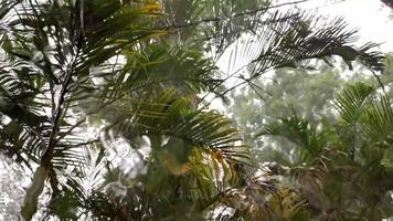 regen rennen door het raam met natuur achtergrond video