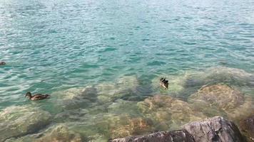 vista superior de patos nadando em um lago de água cristalina