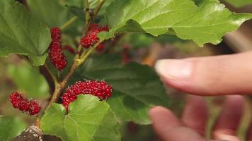 Bauer, der eine reife saftige rote Maulbeere erntet video