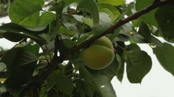 Pêssego verde maduro balançando ao vento video