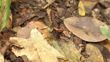 hormigas rojas que vienen en el nido, lente macro, ángulo de visión superior video