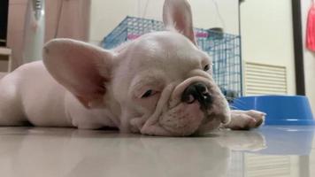 bulldog francese assonnato video