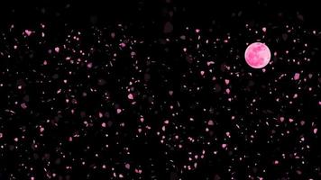 Pink sakura leaves falling and a full pink moon video