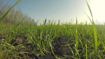 la vista di un campo con la luce solare da un primo piano di foglie video