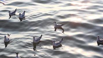 gaivotas flutuando nas águas de Bangpoo, Tailândia video