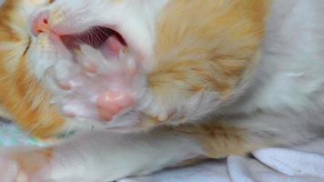 kleine lieve babykat video