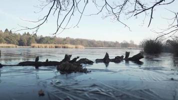 une branche d'arbre gelée dans la glace video