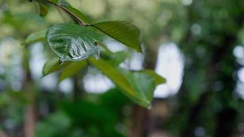 Water drops Falling on Green Leaf 