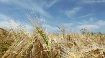 una brezza su un campo di grano video