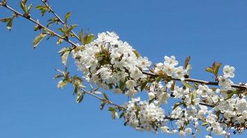 Cherry Blossoms And Honey Bees video