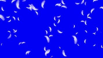 bucle de plumas cayendo en pantalla azul video