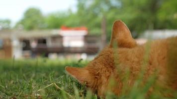 gato sem-teto deita na grama verde e observa os transeuntes