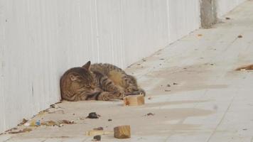 gato callejero lamiendo video