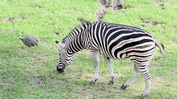Zebra eating grass  video