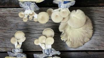 Oyster mushrooms growing 