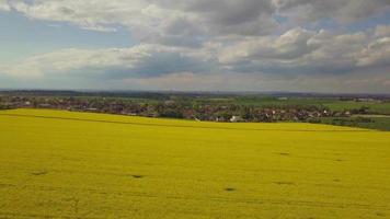 Vista aérea de un campo de canola floreciente amarillo en 4k video