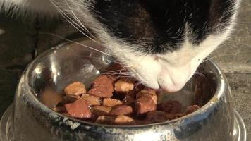 gato comendo comida de uma tigela video