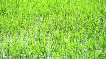 Water grass waving with reflective sun light video