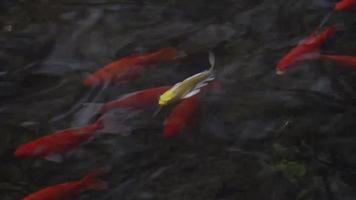 ljusa, färgglada guldfiskar och karpar i en klar vattendamm video