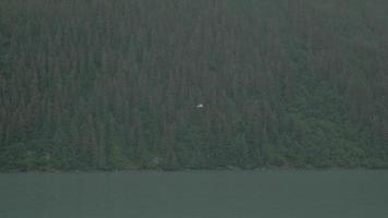 weißer Vogel, der über Wasser in Alaska 4k fliegt video