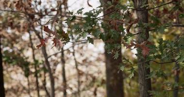 Naturszene im Wald mit grünen und braunen Blättern in Zweigen auf defokussiertem Baumhintergrund in 4k video