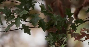 trois branches avec des feuilles sombres déplacées par le vent avec un fond de forêt défocalisé en 4k video