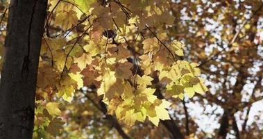 Nature frame of forest tree with yellow leaves and blurred trees in background in 4K video