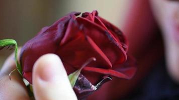 cadeau de la Saint-Valentin. jeune fille sentant sur une rose rouge video