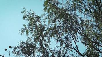 Tree Branches Moved By The Wind With Blue Sky video