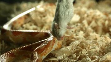 serpiente en cámara ultra lenta (1,500 fps) - serpientes fantasma 014 video
