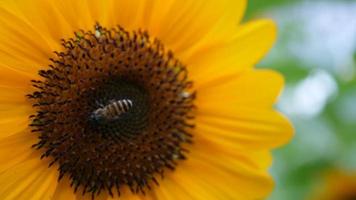 Beautiful sunflower in the wind video