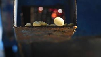 Wet process with coffee beans recently ripe from coffee trees video