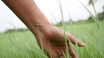 Close up Woman hand touching the green grass on a field blowing the wind