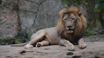 la vida del león (panthera leo) relajarse en la naturaleza