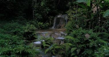 cascades de la forêt tropicale de montagne et eau cristalline video
