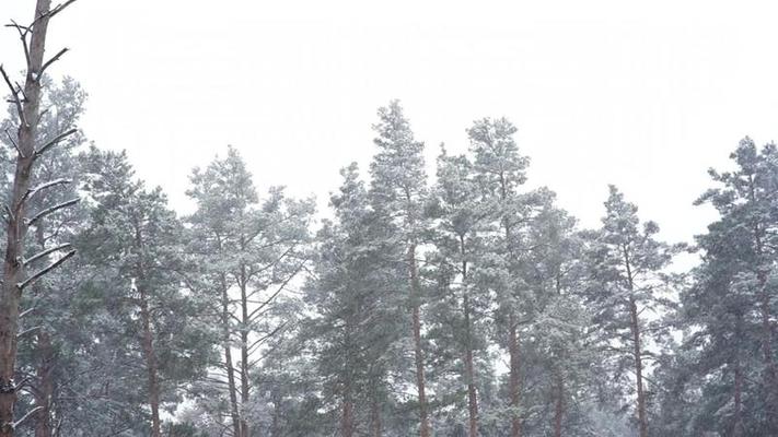 白雪影片