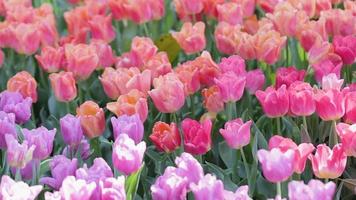 flor de tulipán en campo en invierno o día de primavera. video