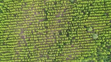 vista aérea de la selva tropical en tailandia.